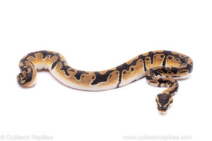 Africa import ball python for sale
