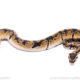 Africa import ball python for sale