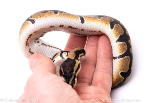Africa import ball python for sale