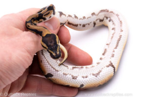 Africa import ball python for sale