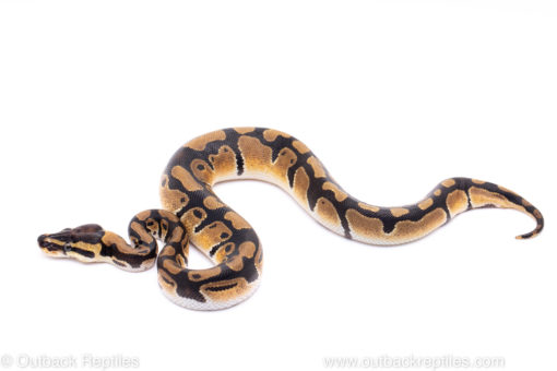Africa import ball python for sale