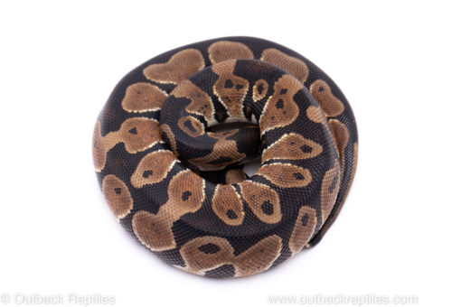 Africa import ball python for sale