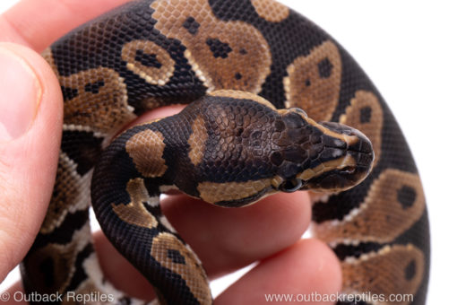 Africa import ball python for sale
