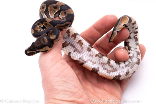 Africa import ball python for sale