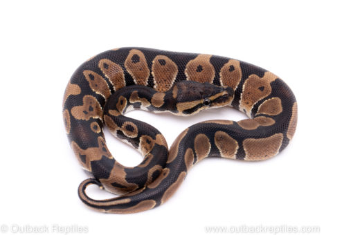 Africa import ball python for sale