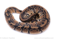 Africa import ball python for sale
