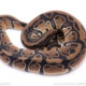 Africa import ball python for sale