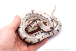 Africa import ball python for sale