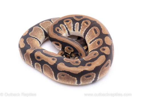 Africa import ball python for sale