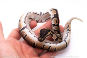 Africa import ball python for sale