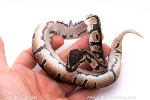 Africa import ball python for sale