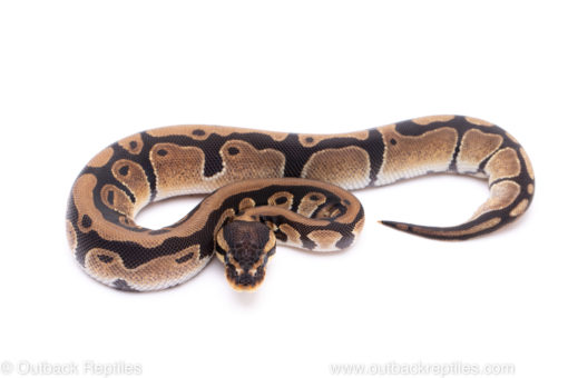 Africa import ball python for sale