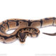 Africa import ball python for sale