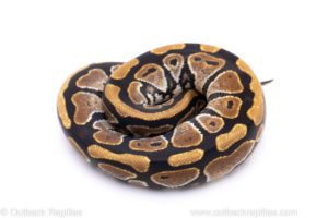 Africa import ball python for sale