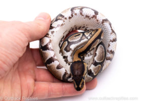 Africa import ball python for sale