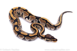Africa import ball python for sale