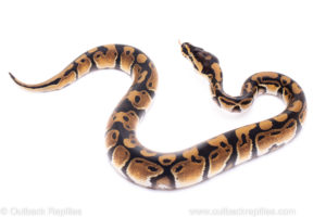 Africa import ball python for sale