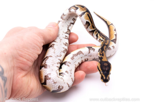 Africa import ball python for sale