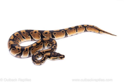 Africa import ball python for sale