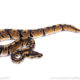 Africa import ball python for sale