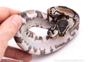 Africa import ball python for sale