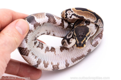 Africa import ball python for sale