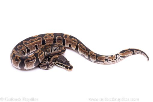 Africa import ball python for sale