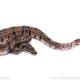 Africa import ball python for sale