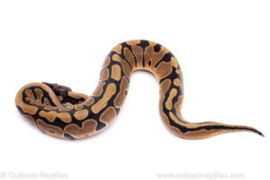 Africa import ball python for sale