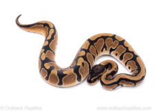 Africa import ball python for sale