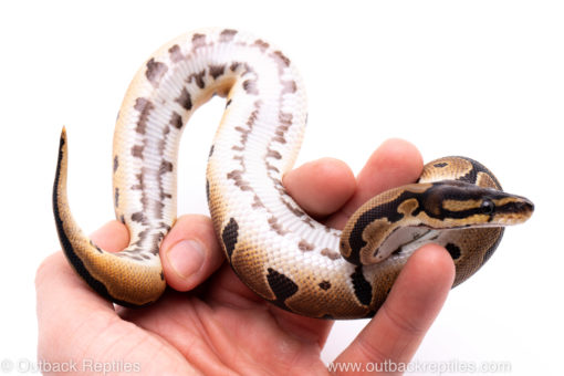 Africa import ball python for sale