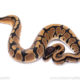 Africa import ball python for sale