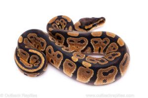 Africa import ball python for sale