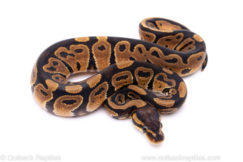 Africa import ball python for sale
