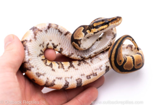 Africa import ball python for sale