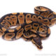 Africa import ball python for sale