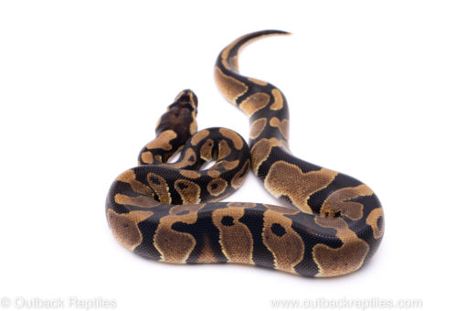 Africa import ball python for sale