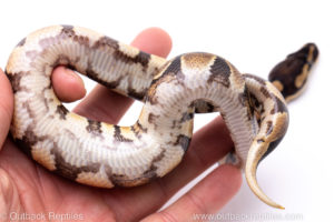 Africa import ball python for sale