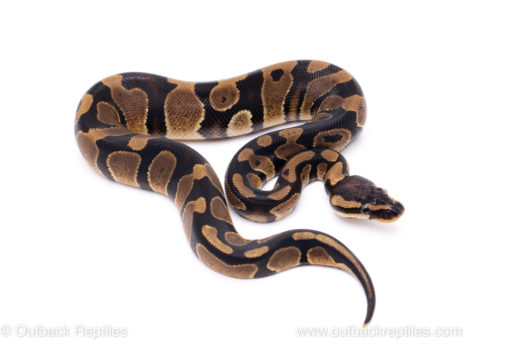 Africa import ball python for sale
