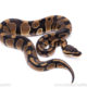 Africa import ball python for sale