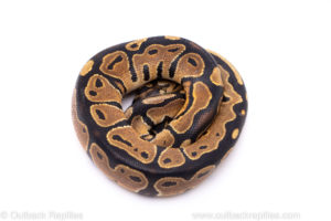 Africa import ball python for sale