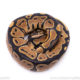 Africa import ball python for sale