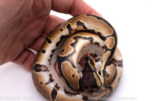 Africa import ball python for sale