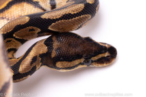 Africa import ball python for sale