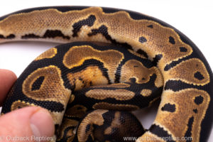 Africa import ball python for sale