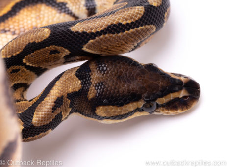 Africa import ball python for sale