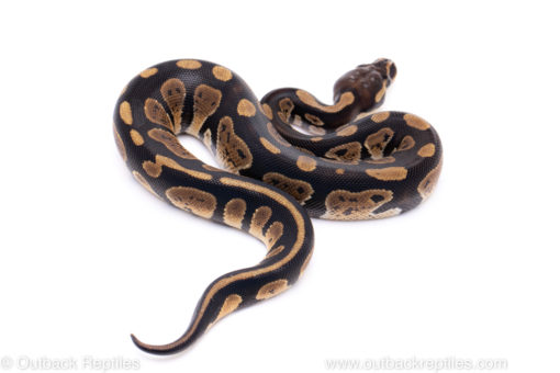 Africa import ball python for sale