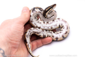 Africa import ball python for sale