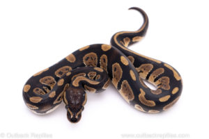 Africa import ball python for sale