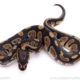 Africa import ball python for sale